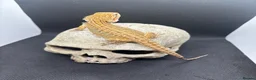Bearded Dragon reptiles for sale: Spectacular baby dragons ready now  - Advert 12