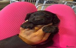 Cocker Spaniel dogs for sale: Beautiful Cocker Spaniel Pups For Sale - Image 12