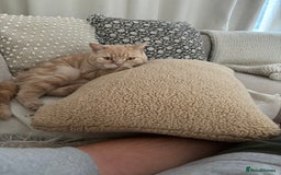 British Shorthair cats for sale: Our wonderful boy, Ferguson for sale  - Advert 14