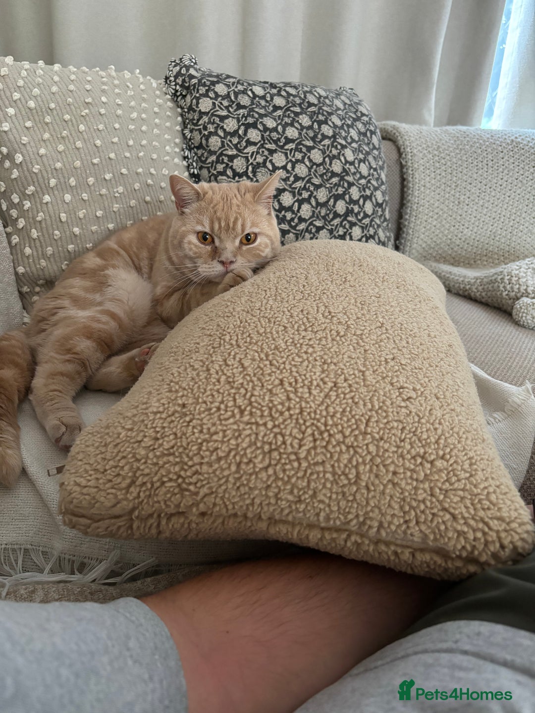 British Shorthair cats for sale: Our wonderful boy, Ferguson for sale  - Advert 14