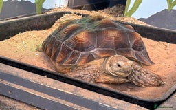 Tortoise reptiles for sale: Sulcata Tortoise - Image 3