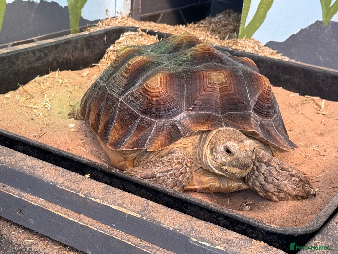Tortoise reptiles for sale: Sulcata Tortoise - Image 3