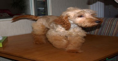 Cockapoo dogs - Advert 9