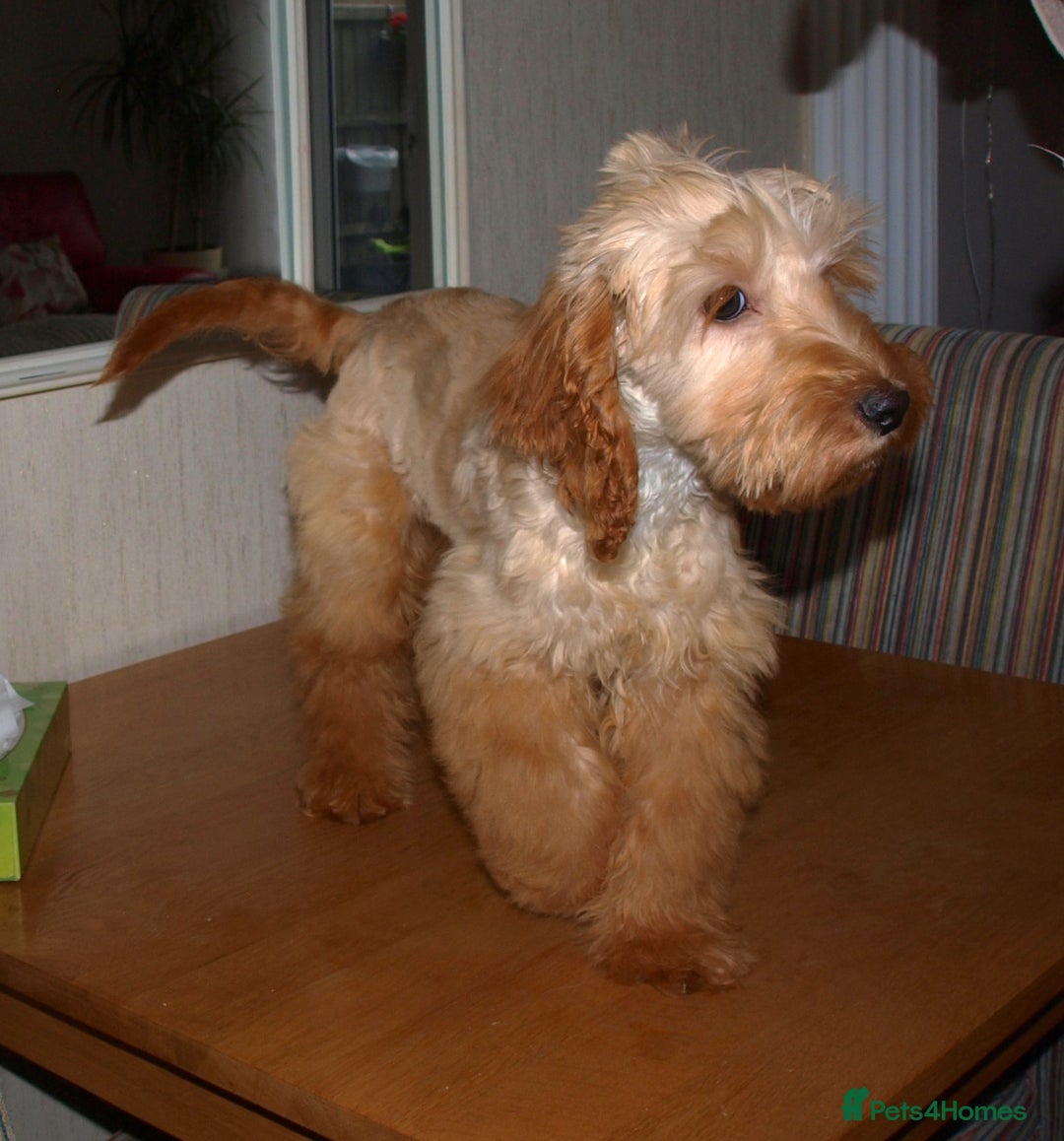 Cockapoo dogs for sale: Cockerpoo Puppy 5mths old - Image 7