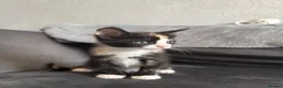 Domestic Shorthair cats for sale: 4 Adorable Domestic Shorthair Kittens - Advert 20