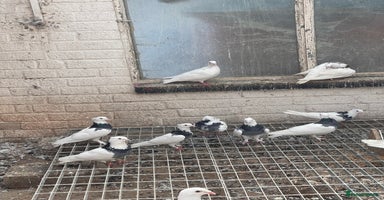 Pigeons birds - Advert 6