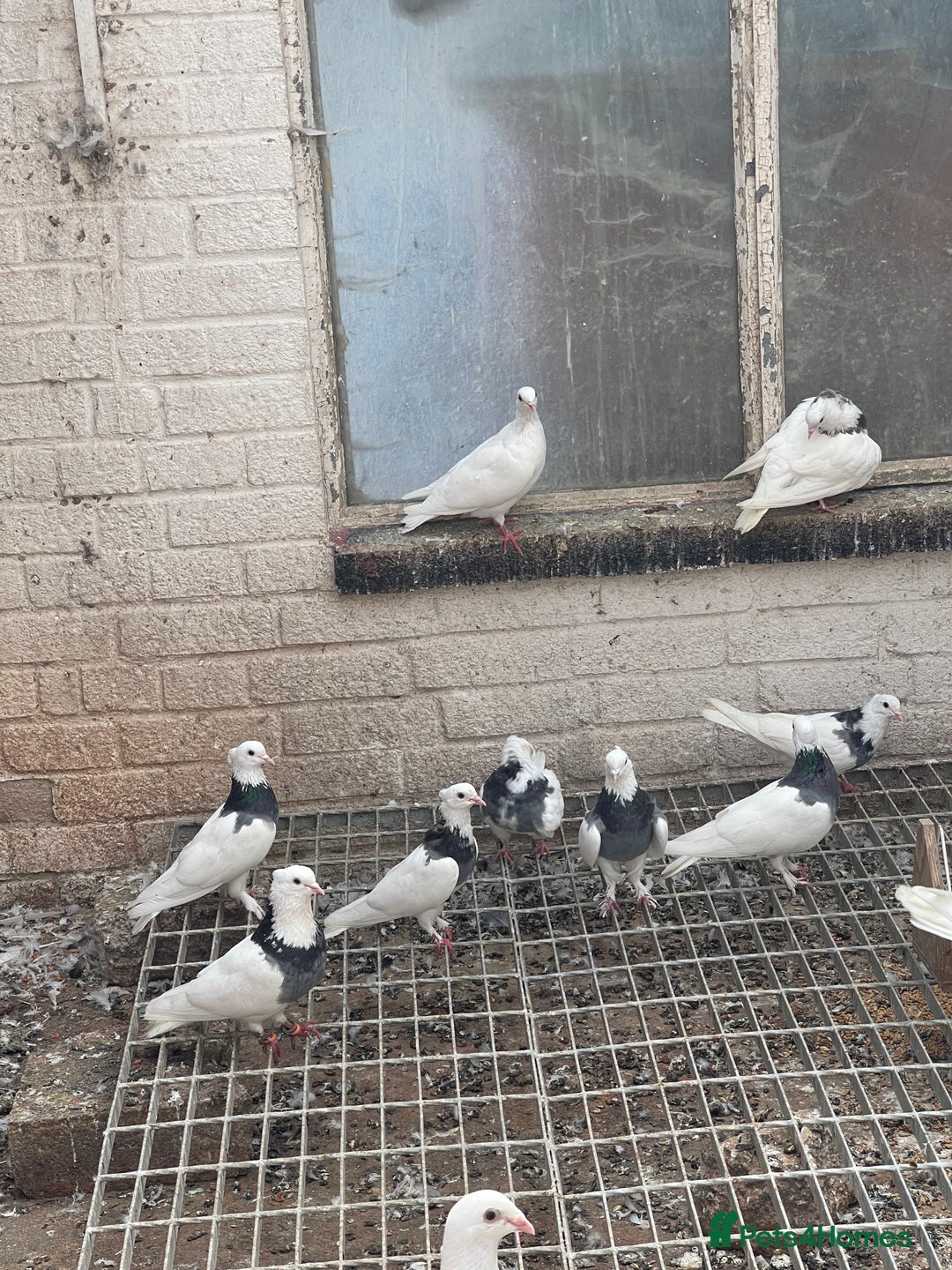 Pigeons birds for sale: Togi breeding pair - Image 3