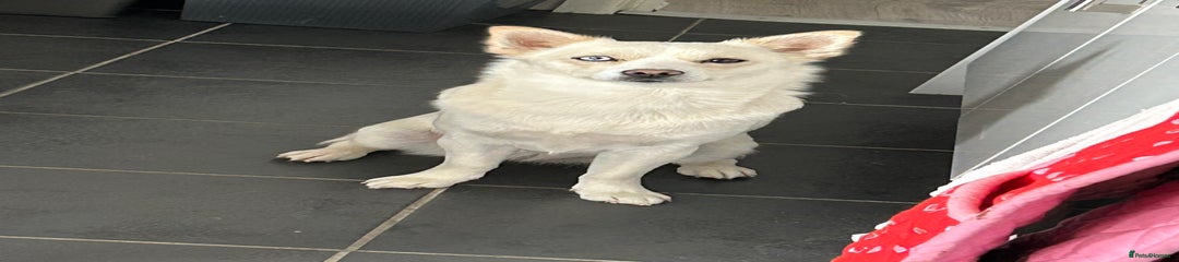 Pomsky 