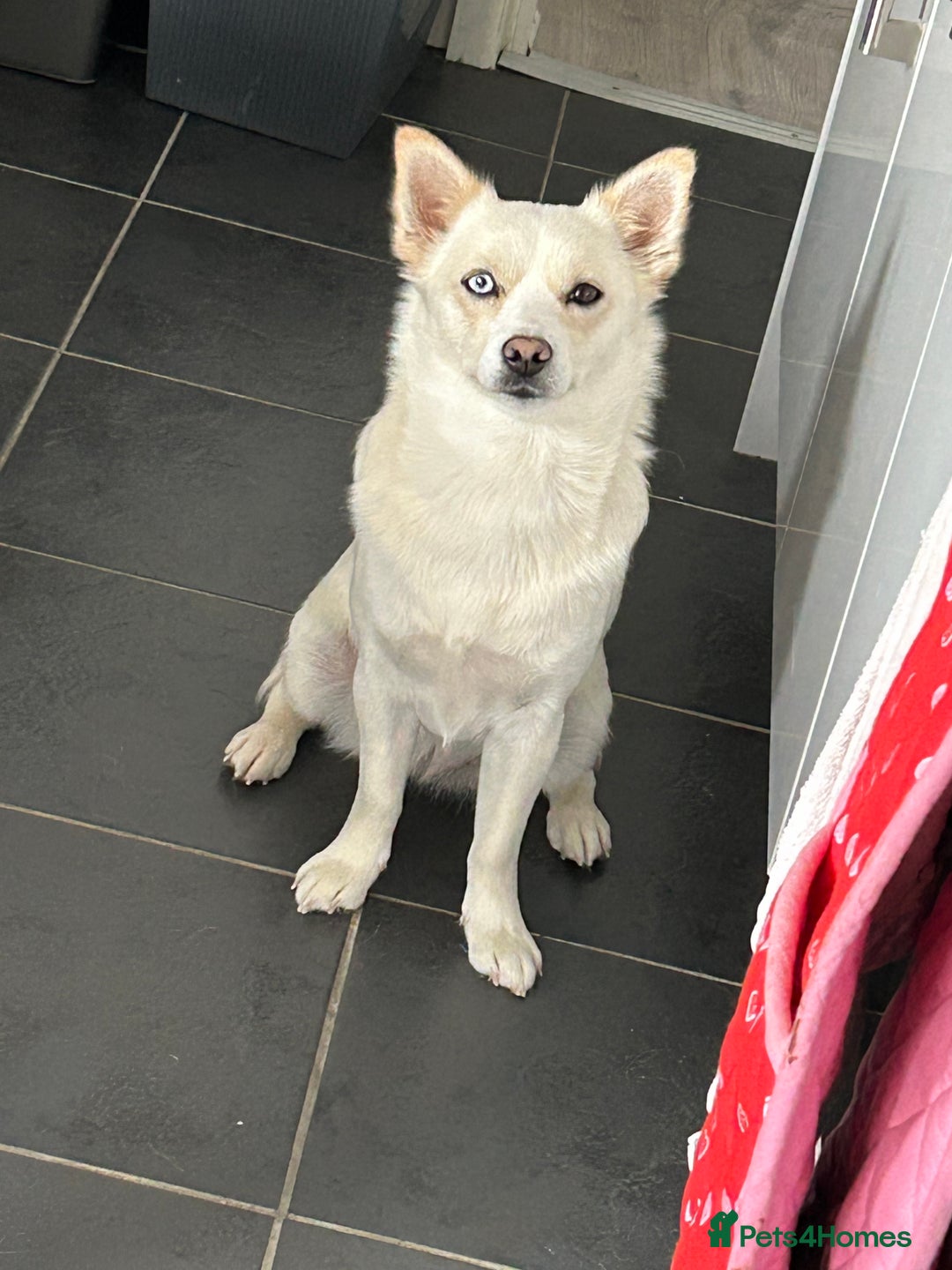 Pomsky dogs for sale: Rosie  - Image 1