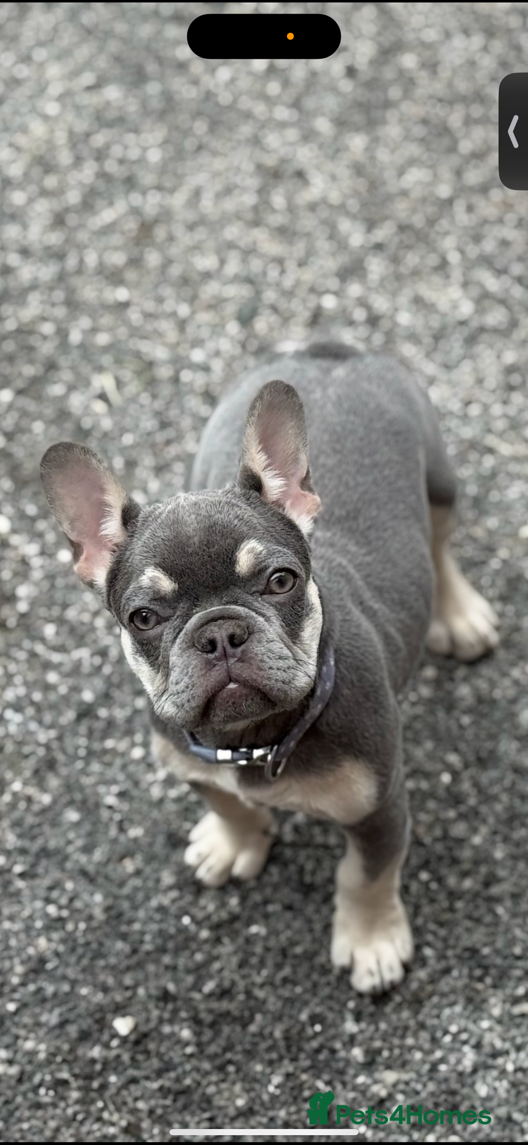 French Bulldog dogs for sale: French bulldog  - Image 4