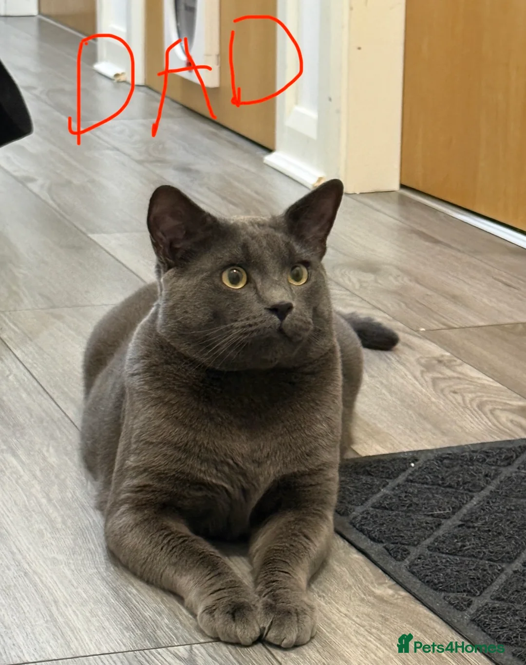 Mixed Breed cats for sale: Beautiful kitten Ragdoll & British Shorthair mix - Advert 2