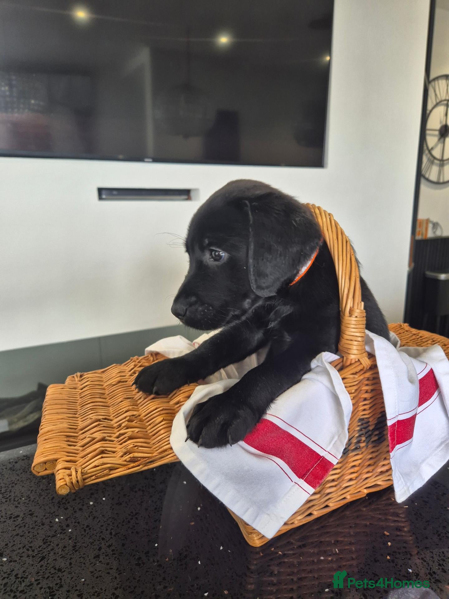 Labrador Retriever dogs Beautiful Labrador Puppies-1 girl remaining - Advert 12