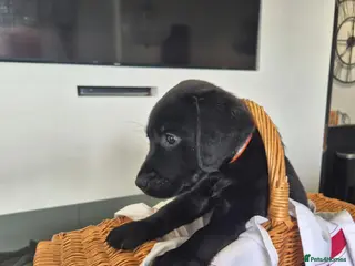 Labrador Retriever dogs Beautiful Labrador Puppies-1 girl remaining - Advert 12