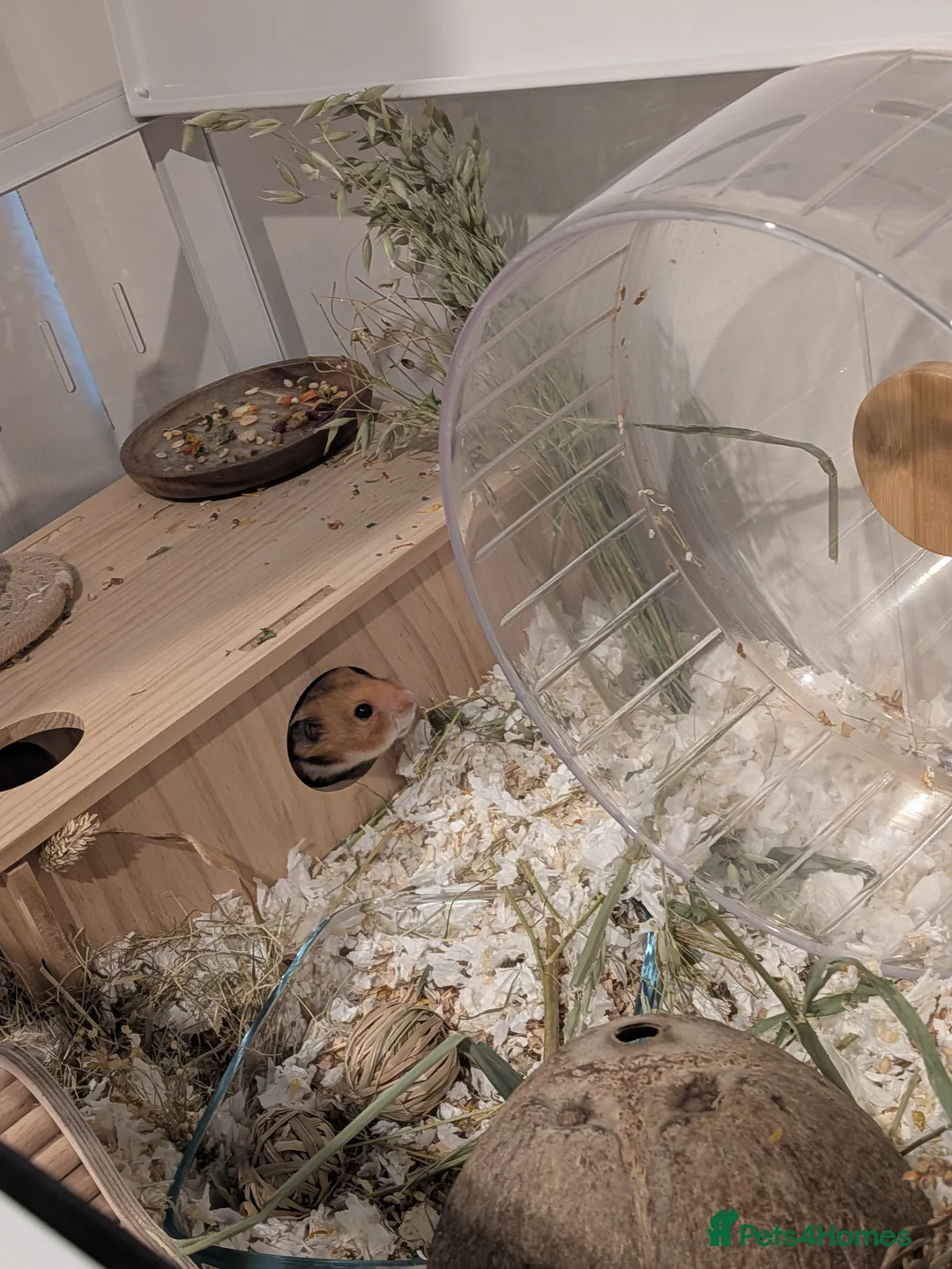 Hamster rodents for sale: Friendly Male Syrian hamster - Advert 3