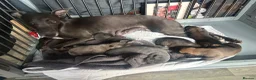 Mixed Breed dogs for sale: Last 3 beautiful whippet lurcher pups  in Stoke-on-Trent - Advert 9