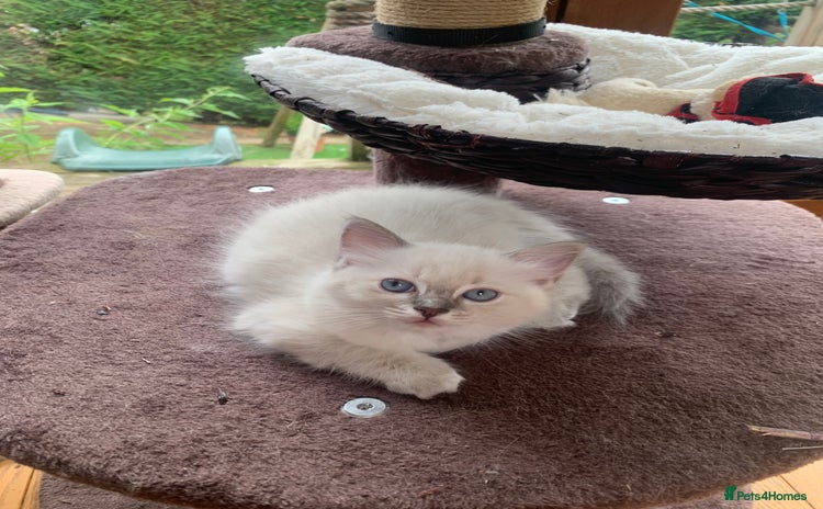 Ragdoll cats - Advert 4