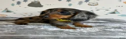 Miniature Dachshund dogs for sale: Long Haired Miniature Dachshund puppies,  - Advert 18