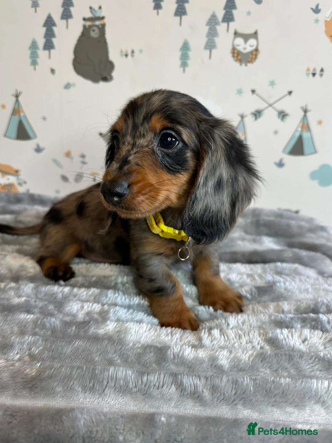 Miniature Dachshund dogs for sale: Long Haired Miniature Dachshund puppies,  - Advert 18