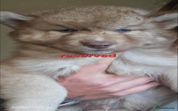 Siberian Husky dogs for sale: ready to go Wooly Siberian Husky - Image 24