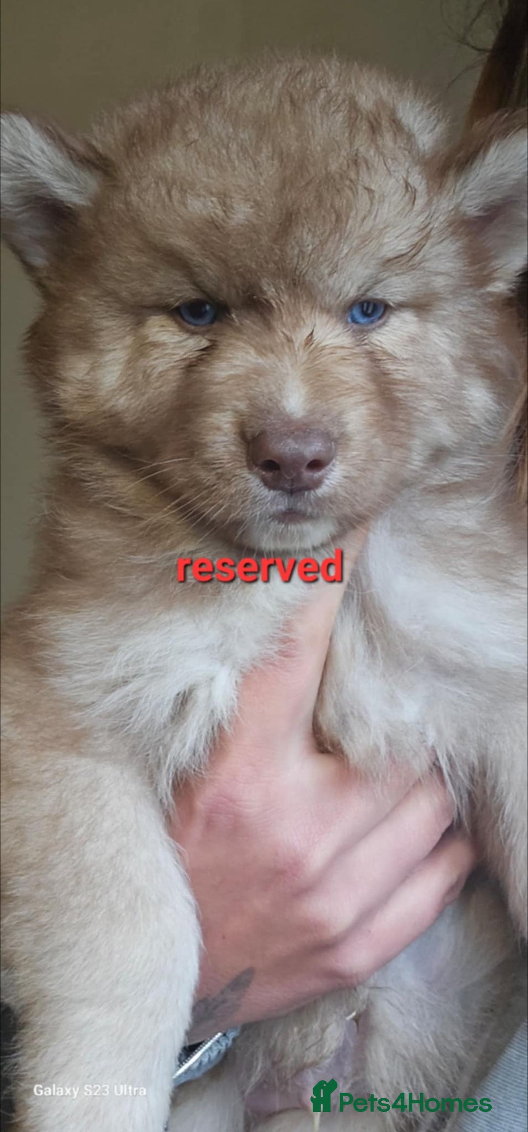 Siberian Husky dogs for sale: ready to go Wooly Siberian Husky - Image 24