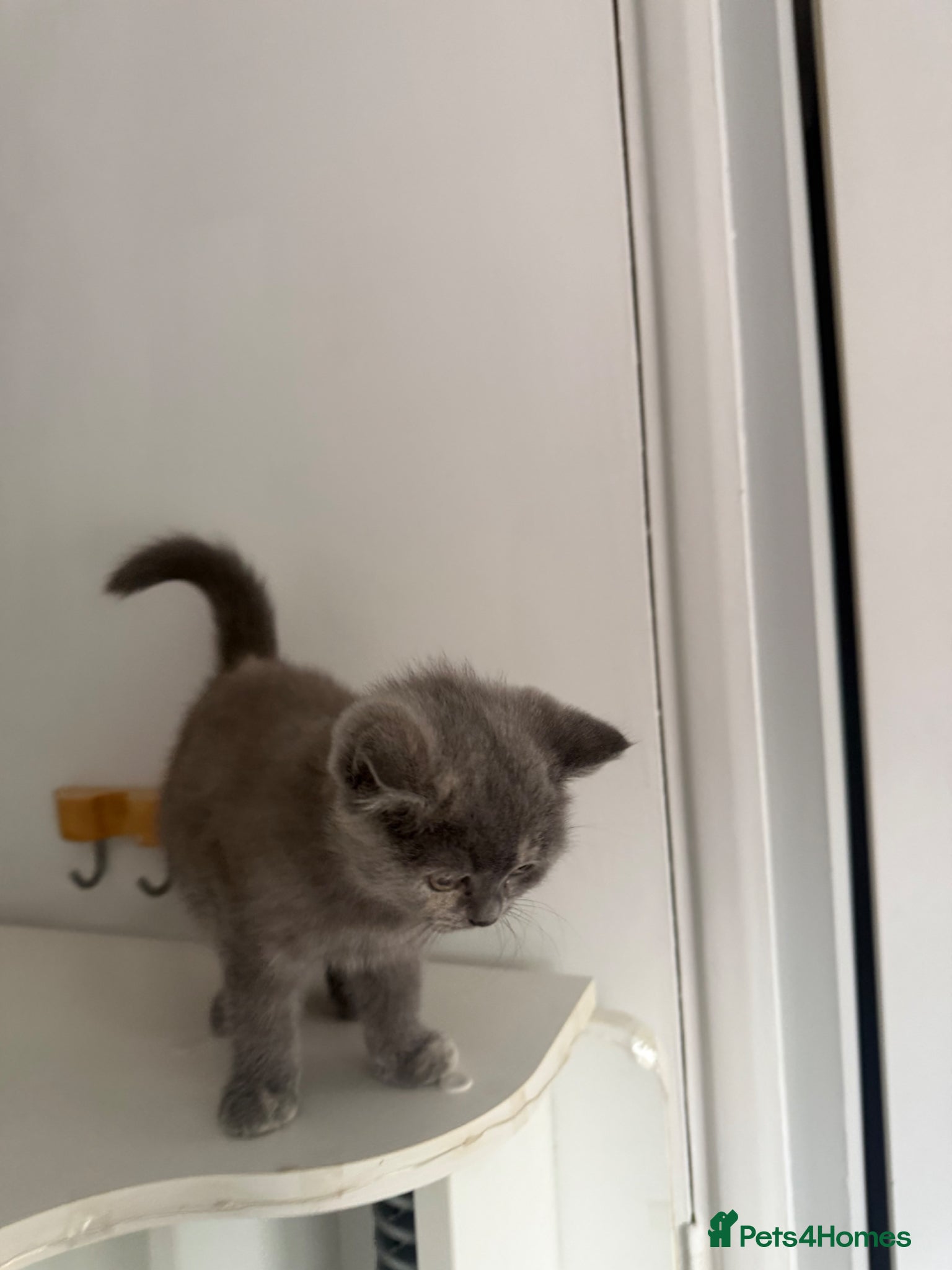 British Shorthair cats for sale: Two 😍 kittens ready for a new home 🏡 🐱  in Enfield - Advert 6
