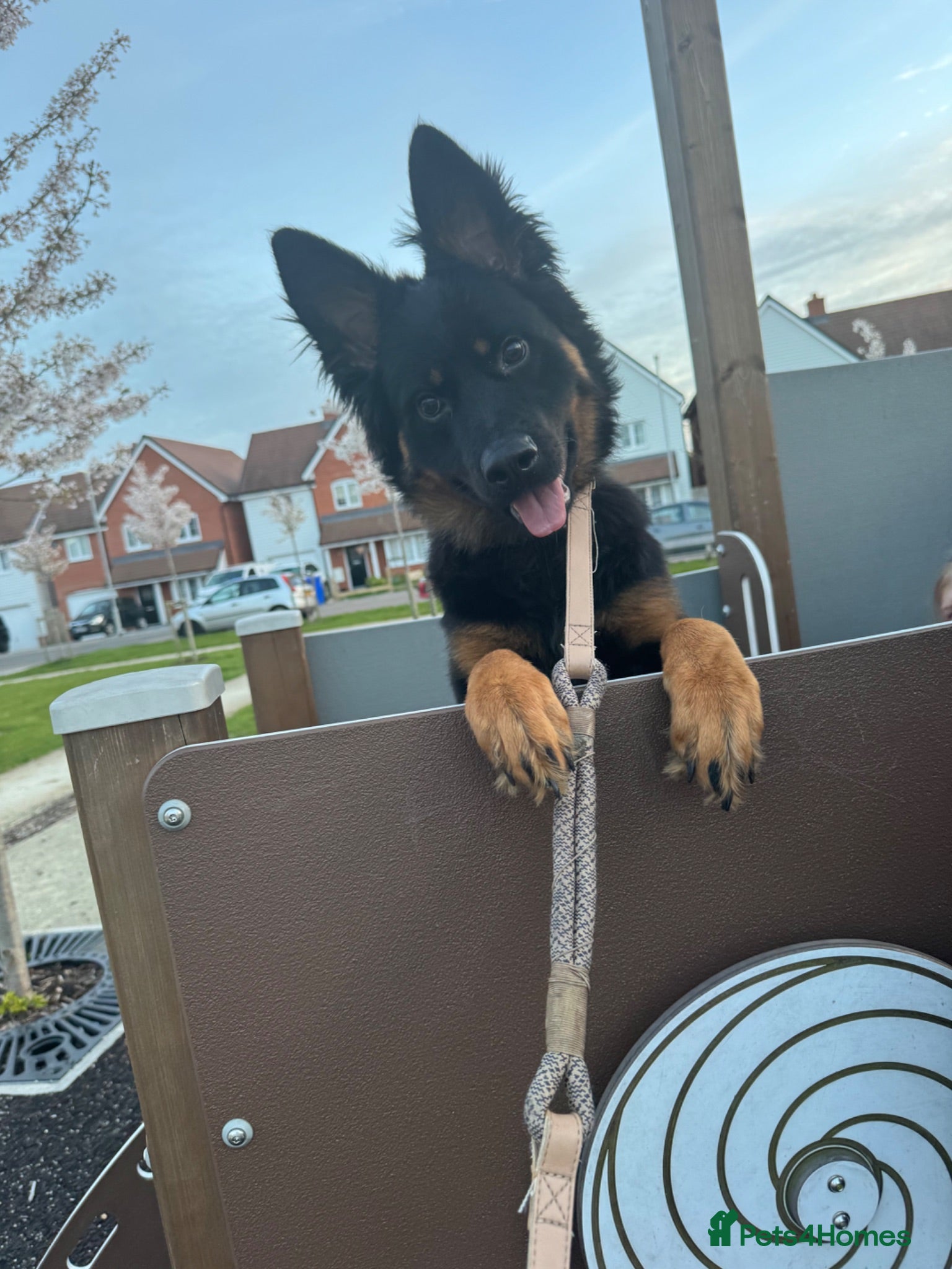 Mixed Breed dogs Peajay he is 11 months old - Advert 2