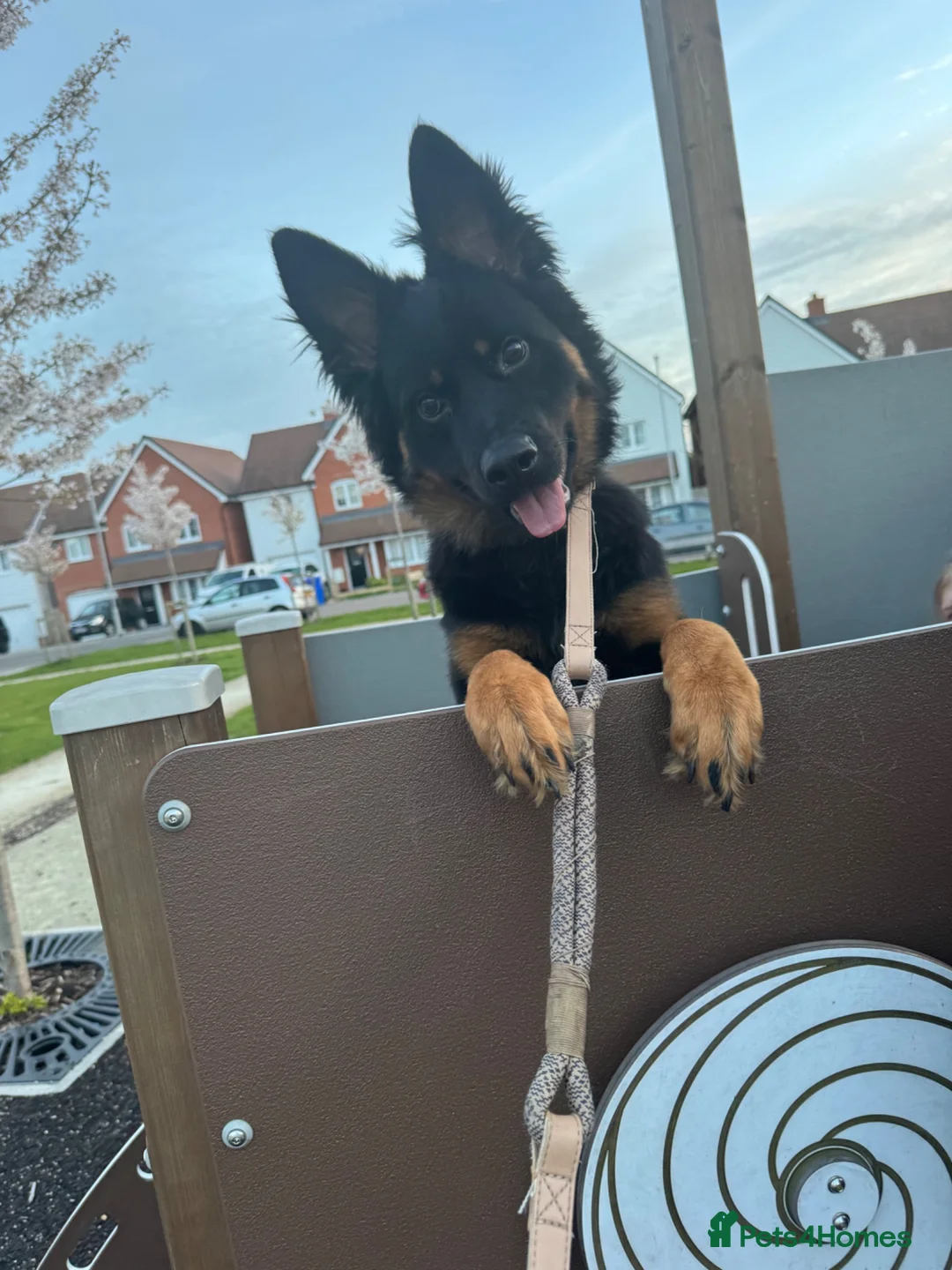 Mixed Breed dogs for sale: Peajay he is 11 months old - Advert 1