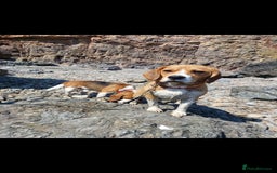 Beagle dogs for sale: Really cute beagle puppies !🐶🐶❤️ - Image 5