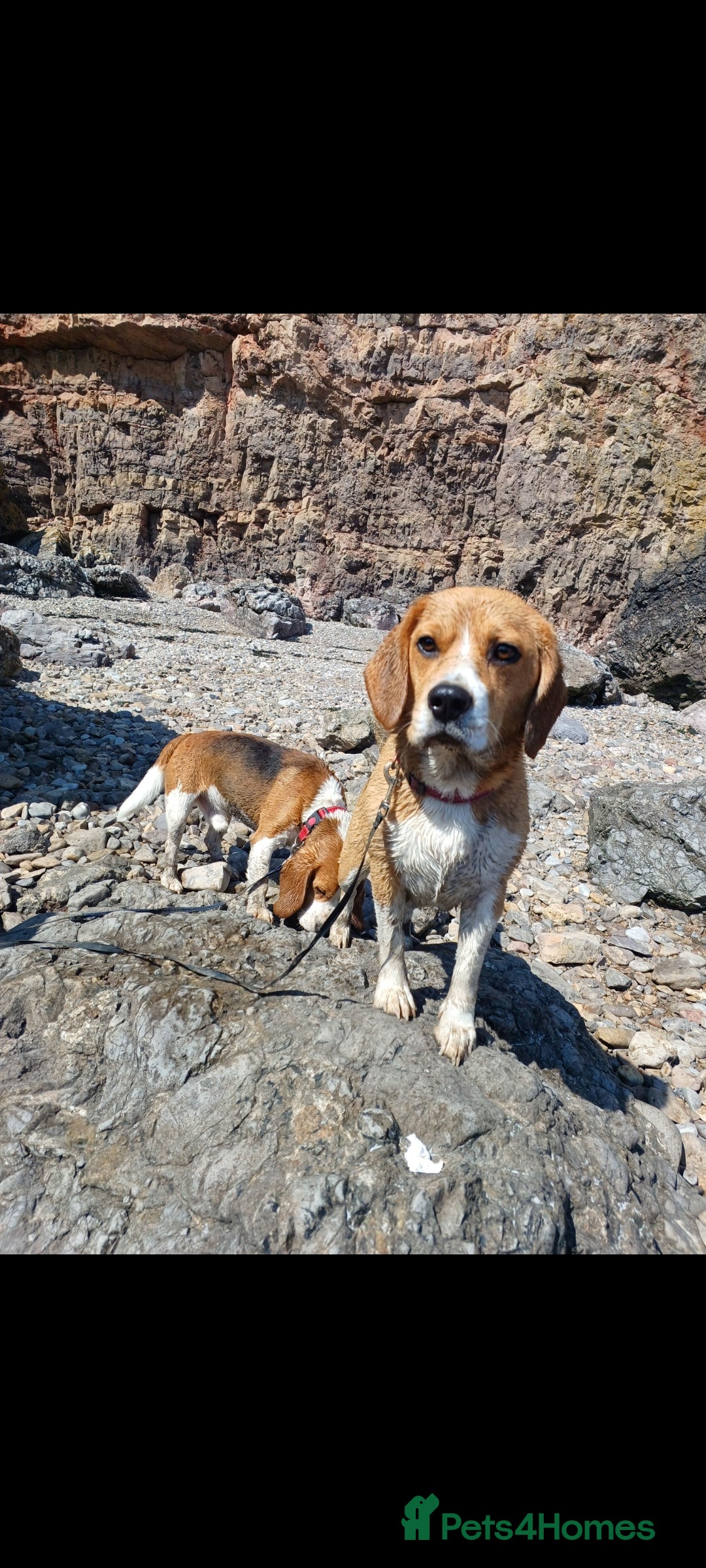 Beagle dogs for sale: Really cute beagle puppies !🐶🐶❤️ - Image 5
