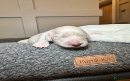 Miniature Dachshund dogs for sale: Clear Cream Miniature Dachsunds - Image 16