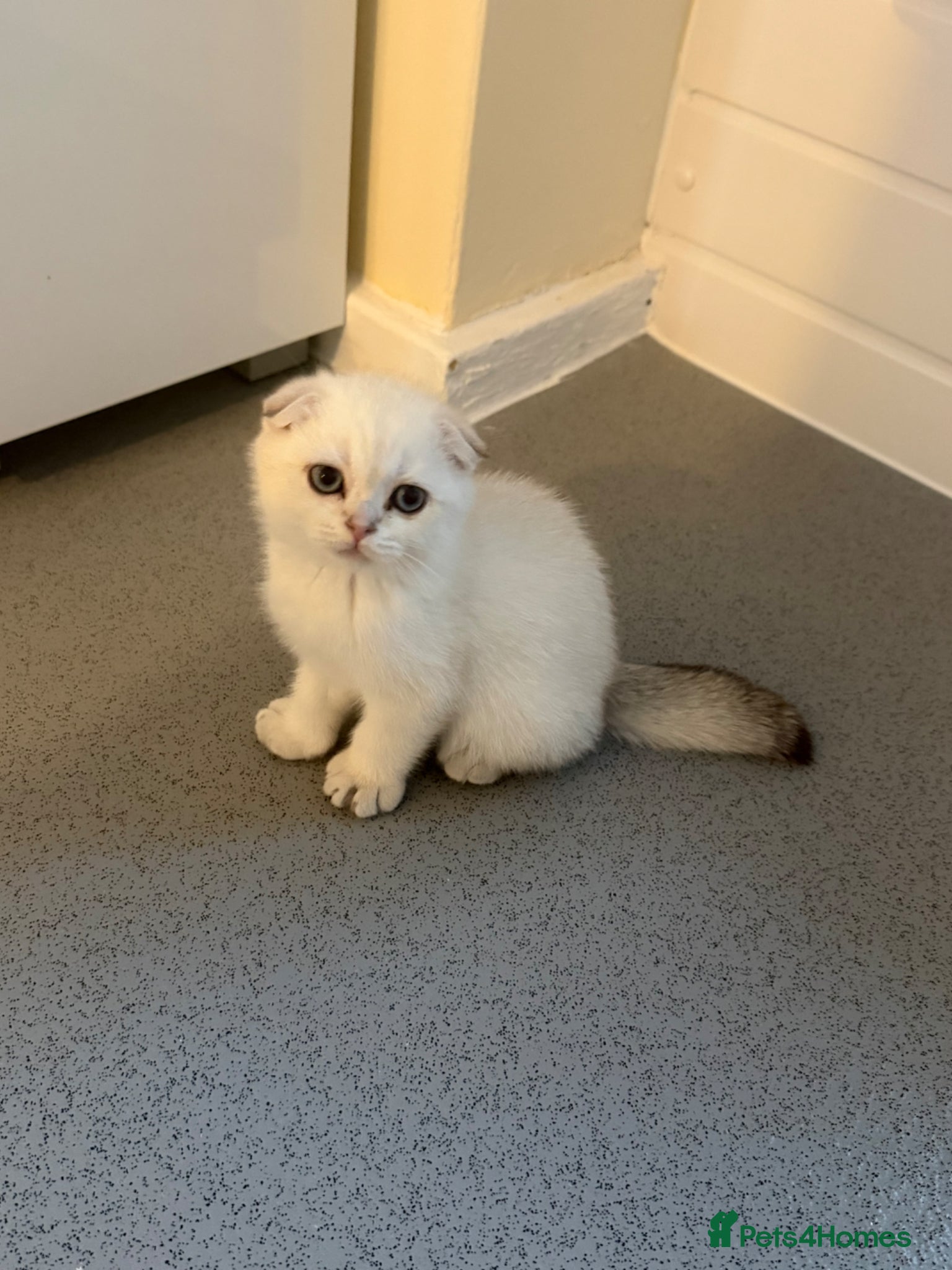 Scottish Fold cats for sale: Scotish fold  - Advert 3