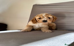 Cockapoo dogs for sale: Adorable Pappy Bread Cockapoo Puppies F2 - Image 11