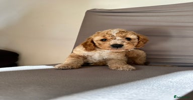 Cockapoo dogs - Advert 8