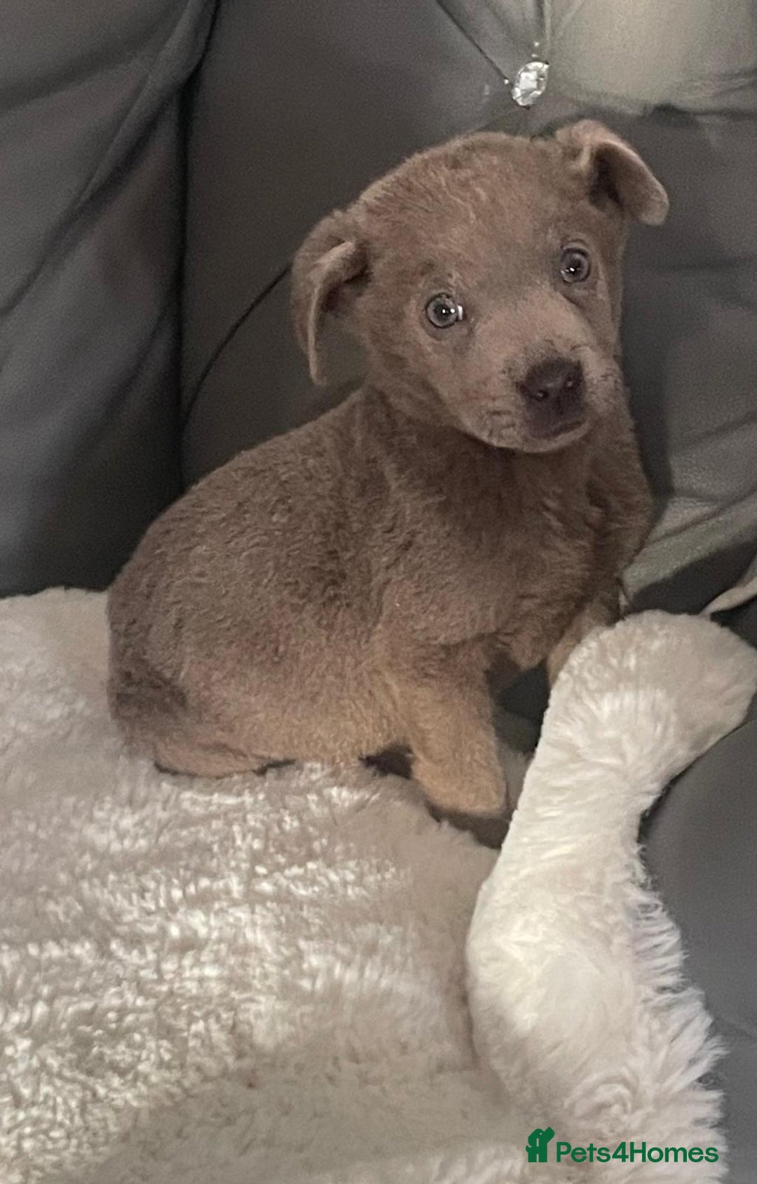 Labrador Retriever dogs for sale: Charcol male puppy  - Advert 2