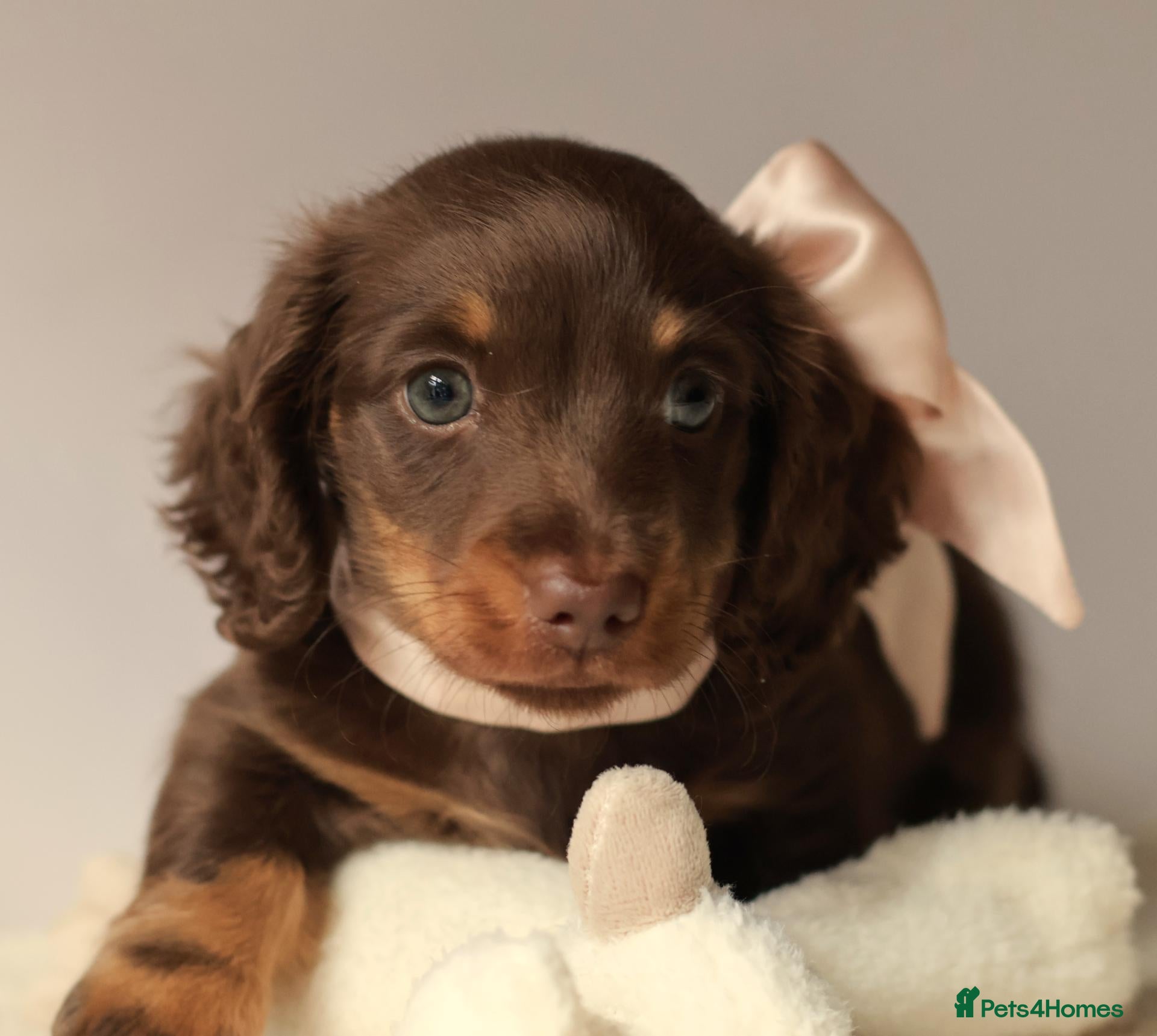 Miniature Dachshund dogs 5*Licensed+Long Haired+Kcreg+Pra Clear+Vet Checked - Advert 1