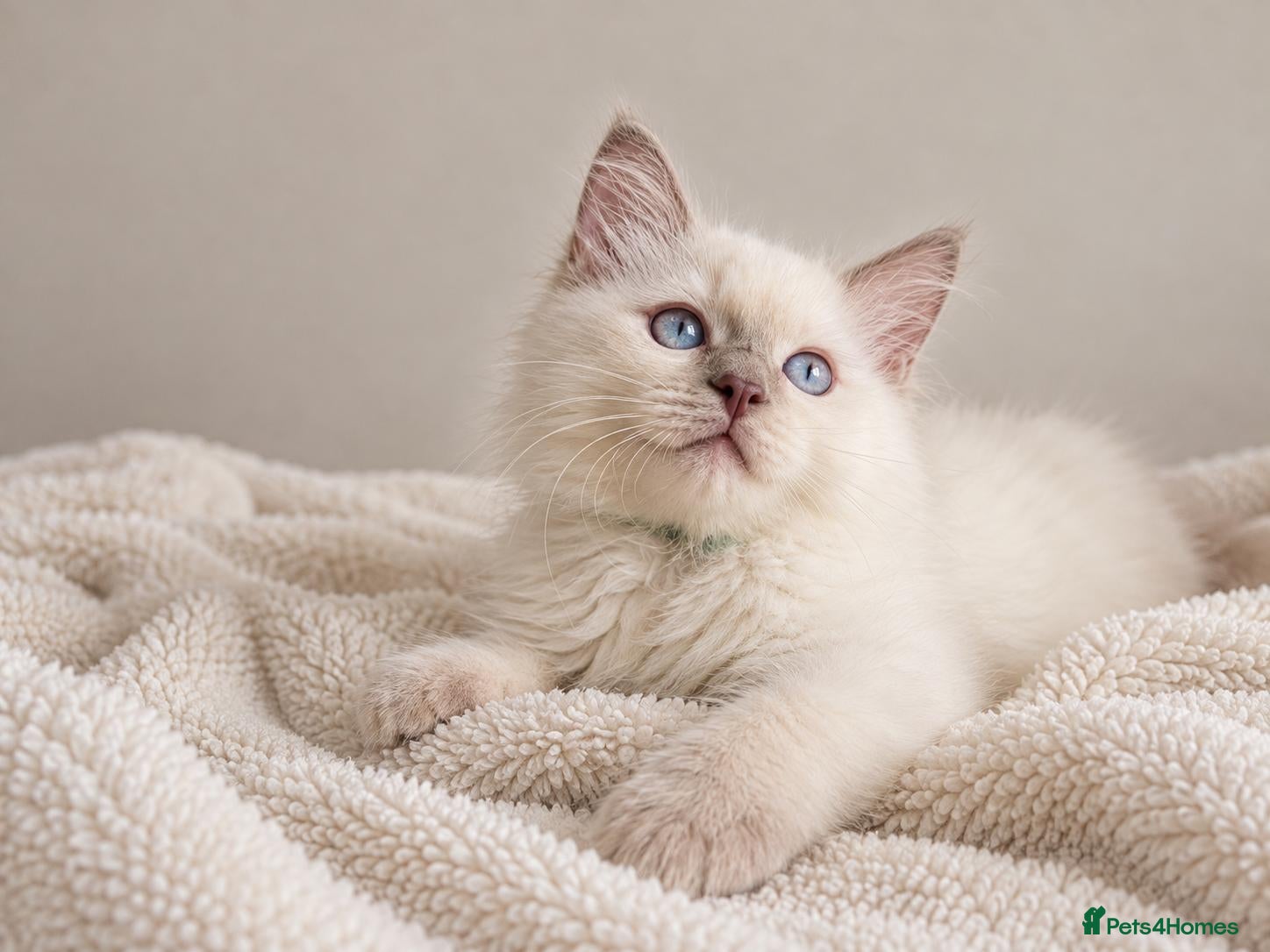 Ragdoll cats GCCF Ragdoll Kittens - Fully Vacc & Health Checked - Advert 1