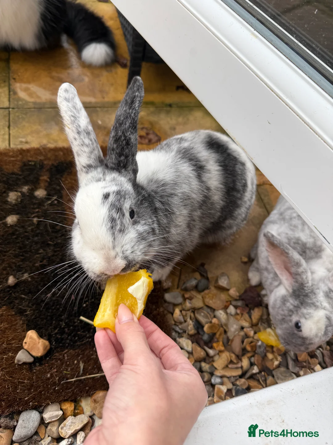 Rex rabbits for sale: Male rex brother bunnies - Advert 4