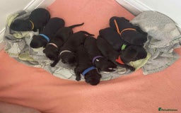Mixed Breed dogs for sale: corso springer - Image 1