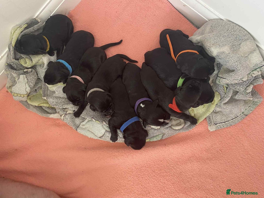 Mixed Breed dogs for sale: corso springer - Image 1