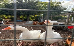 Geese poultry for sale: Mixed sex & mixed age geese/ ganders - Image 2
