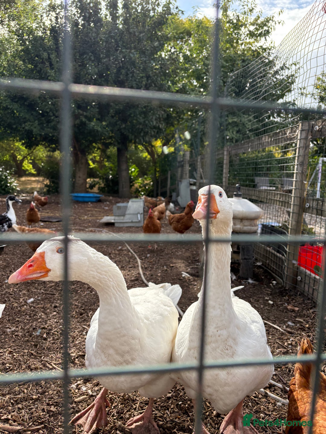 Geese poultry for sale: Mixed sex & mixed age geese/ ganders - Image 2