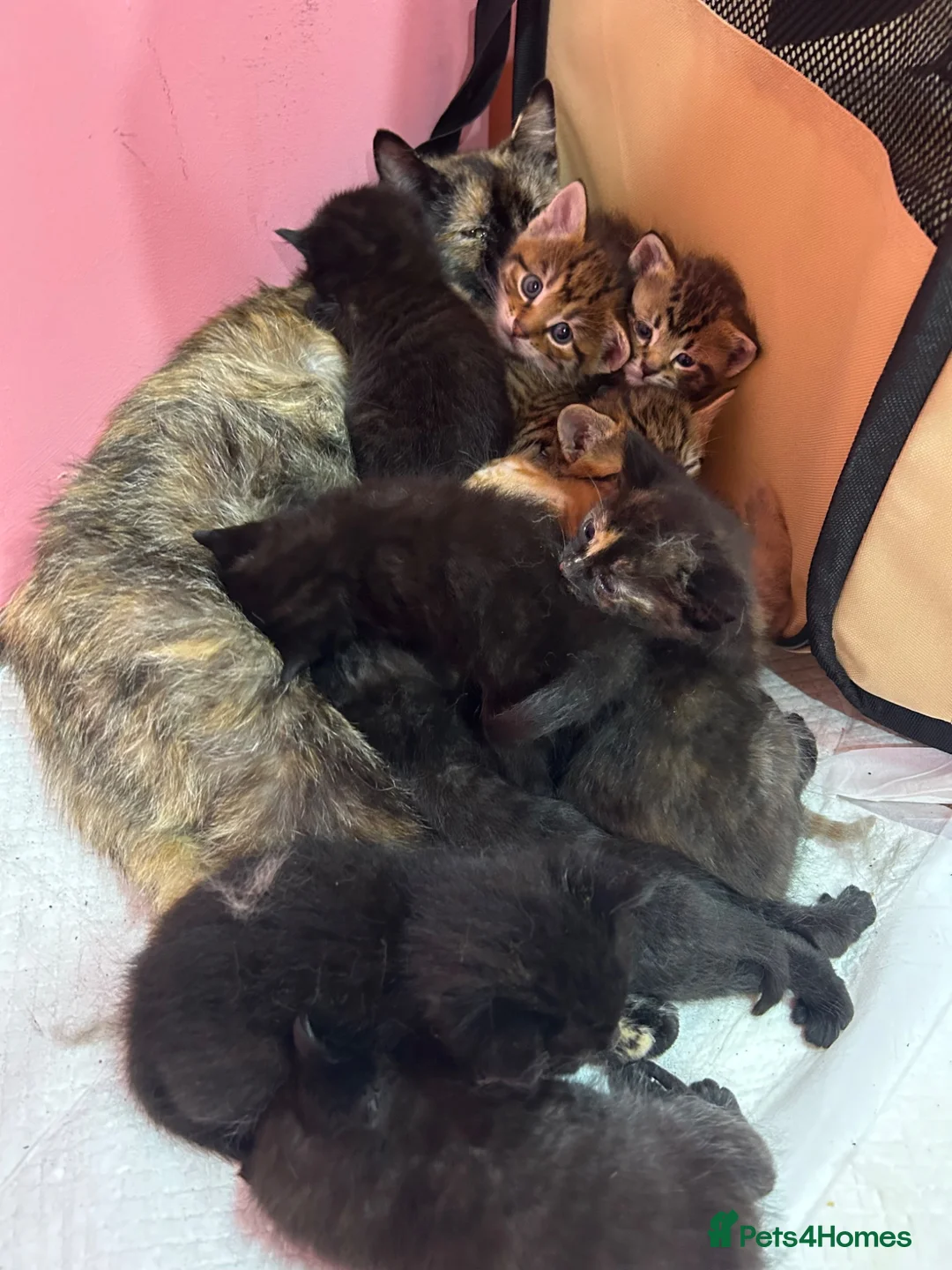 Mixed Breed cats for sale: Beautiful Kittens  - Advert 1