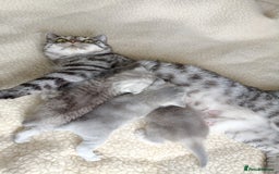 British Shorthair cats for sale: Chunky kittens for sale  - Advert 3