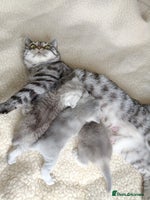 British Shorthair cats Chunky kittens for sale - Advert 2