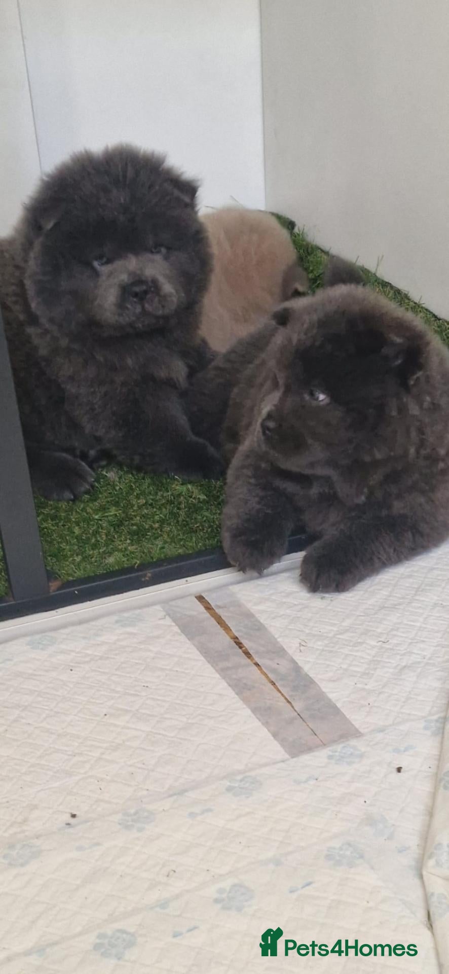 Chow Chow dogs 💙 CHOW CHOW 🧡 - Advert 1