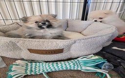 Pomeranian dogs for sale: Miniature Pomeranian Puppies For Sale  - Advert 13