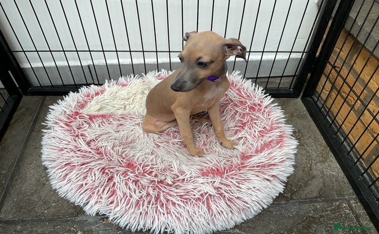 Italian Greyhound dogs - Advert 3