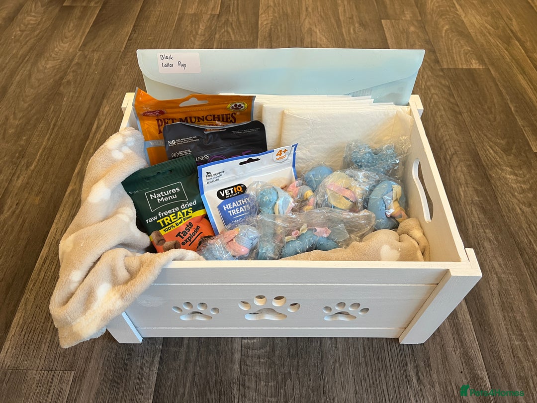 Cane Corso dogs for sale: Yuki X Aries Russian Champ Bloodline Puppies - Advert 4