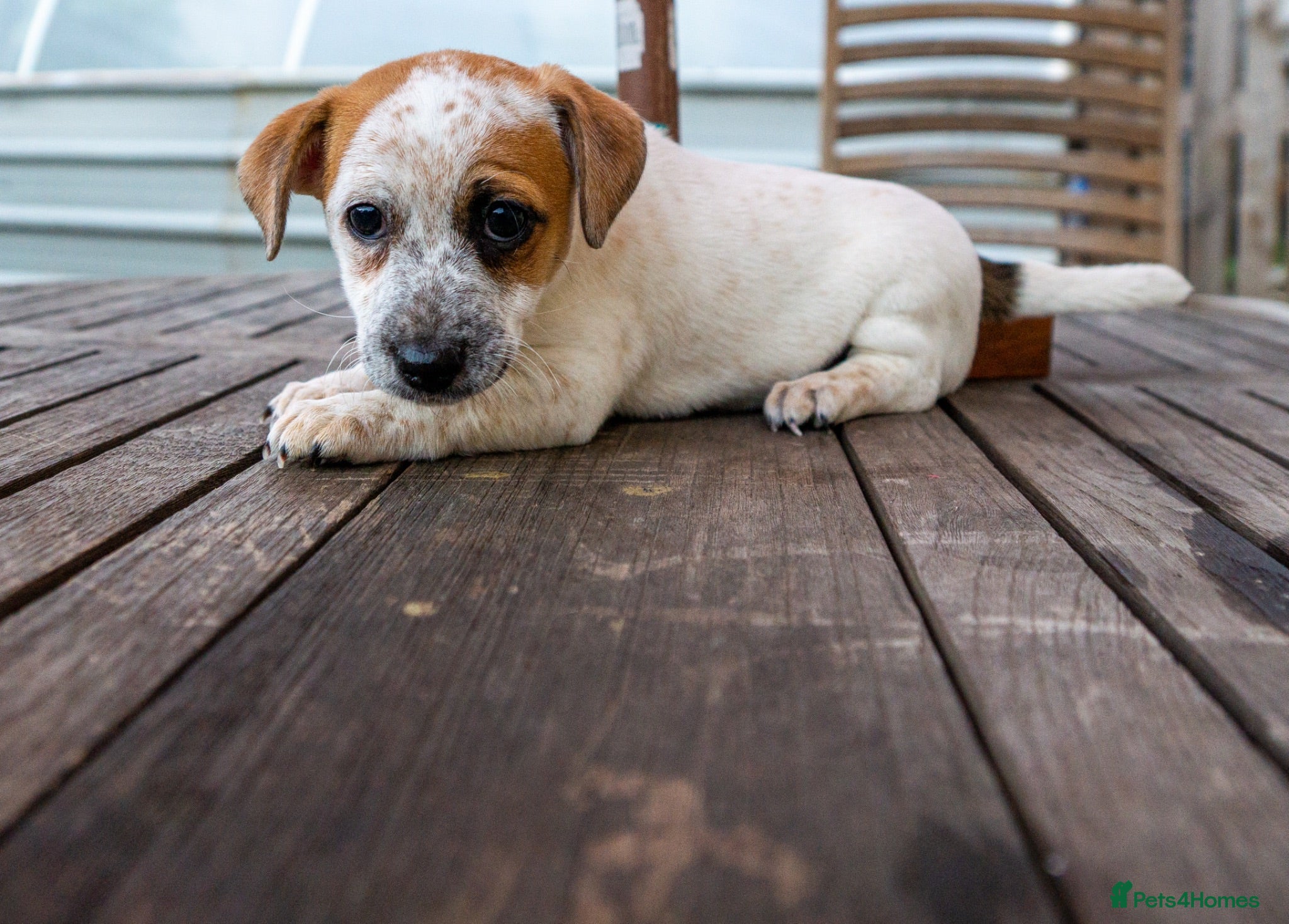 Jack Russell dogs Jack Russel puppies - Advert 1