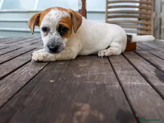 Jack Russell dogs Jack Russel puppies - Advert 16